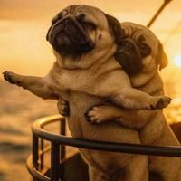 Karl disponibile per monta