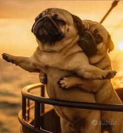 Karl disponibile per monta