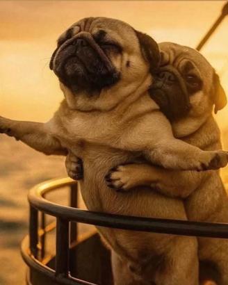 Karl disponibile per monta