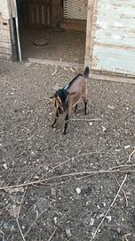 capretti nani