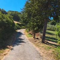 Vendita terreno agricolo con uliveto
