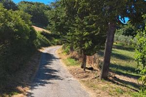 Vendita terreno agricolo con uliveto