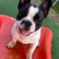 Bulldog francese