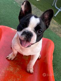 Bulldog francese