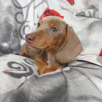 Penny bassottina isabella