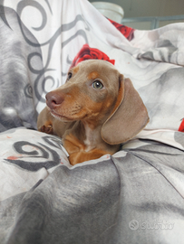 Penny bassottina isabella