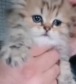 gatti- gattini-cuccioli-persiani 