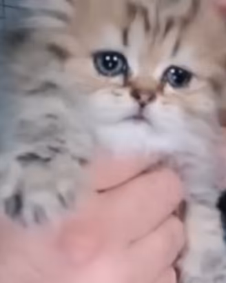 gatti- gattini-cuccioli-persiani 