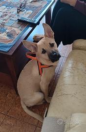 Cucciolo taglia media piccola