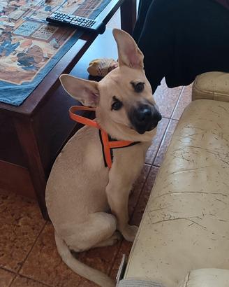 Cucciolo taglia media piccola