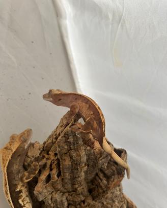 Geco Ciliatus