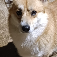 Cuccioli di Welsh Corgi Pembroke