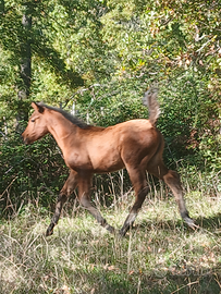Puledra paint per arabo