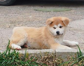 Akita inu cuccioli con pedigree