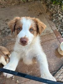 Cucciolo pastore australiano