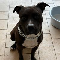 Amstaff maschio per monta