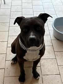 Amstaff maschio per monta