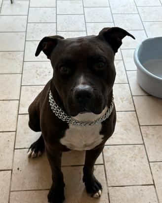 Amstaff maschio per monta