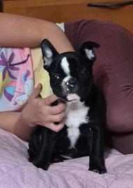 Cucciola bouledogue francese femmina Pedigree Enci