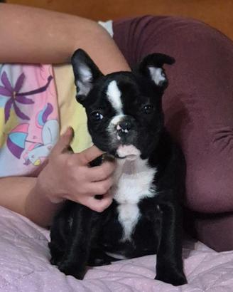 Cucciola bouledogue francese femmina Pedigree Enci