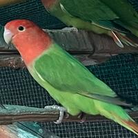 Disponibili inseparabili