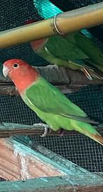 Disponibili inseparabili