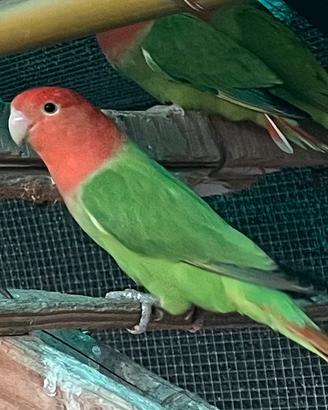 Disponibili inseparabili