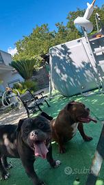 American bully coppia