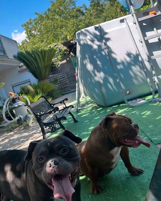 American bully coppia