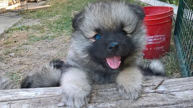 Cucciolo Spitz Tedesco Wolfspitz