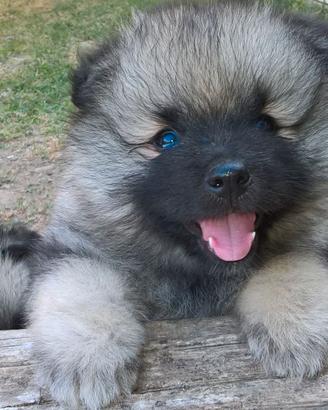Cucciolo Spitz Tedesco Wolfspitz