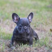 Cuccioli bulldog francesi maschi e femmine blu