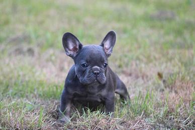 Cuccioli bulldog francesi maschi e femmine blu