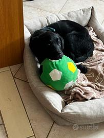 Cane dolce e simpatico