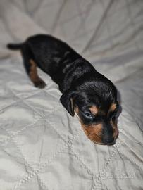 Bassotto cucciolo toy