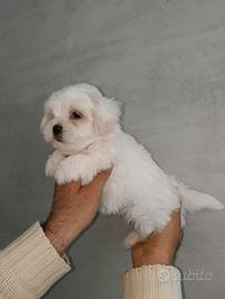 Cuccioli Maltese
