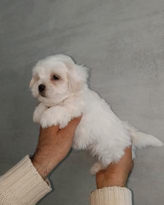 Cuccioli Maltese