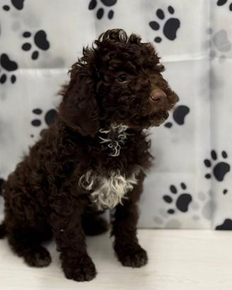 Lagotto romagnolo