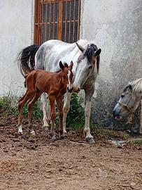 Cavalla paint