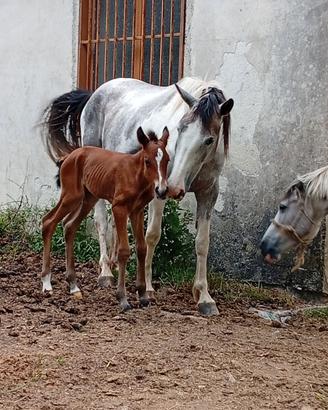 Cavalla paint