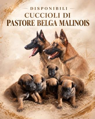 Cuccioli malinois