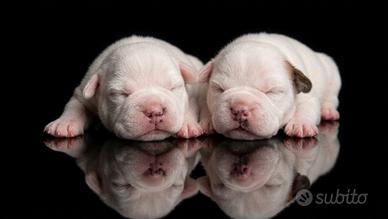 Staffordshire bull terrier
