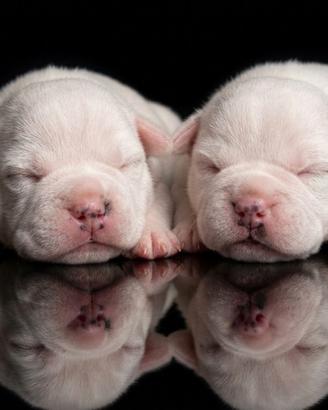 Staffordshire bull terrier