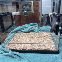 Minighiri mosaico e africano