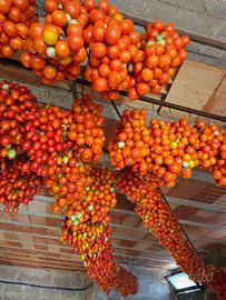 pomodori pennola pomodorini d'inverno 