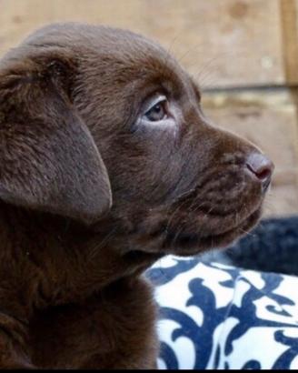 Cuccioli Labrador con Pedigree