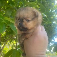 Volpino di Pomerania nano