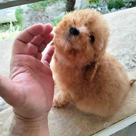 Cucciolo maschio di barboncino