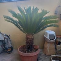 cycas (cicas)