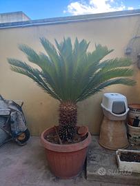 cycas (cicas)